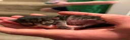 Bengal cats for sale: Bengal X Maine Coon Kittens - Advert 3