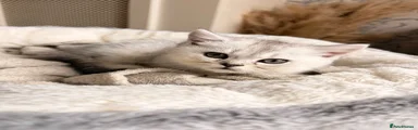 British shorthair 4