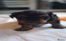 Yorkshire Terrier dogs for sale: Beautiful Biewer Yorkshire pups*LASTBOY Readynow* in Andover - Image 28