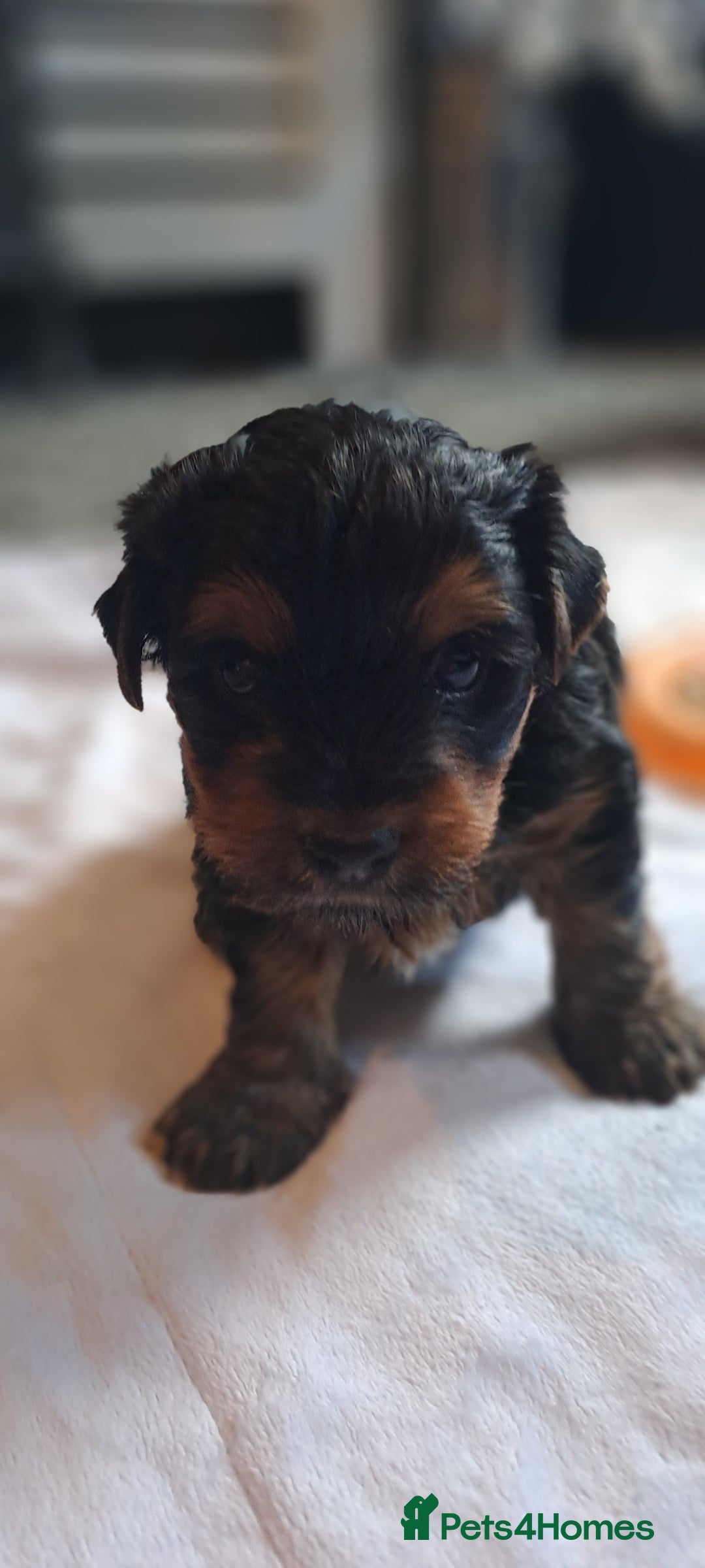 Yorkshire Terrier dogs for sale: Beautiful Biewer Yorkshire pups*LASTBOY Readynow* in Andover - Image 28