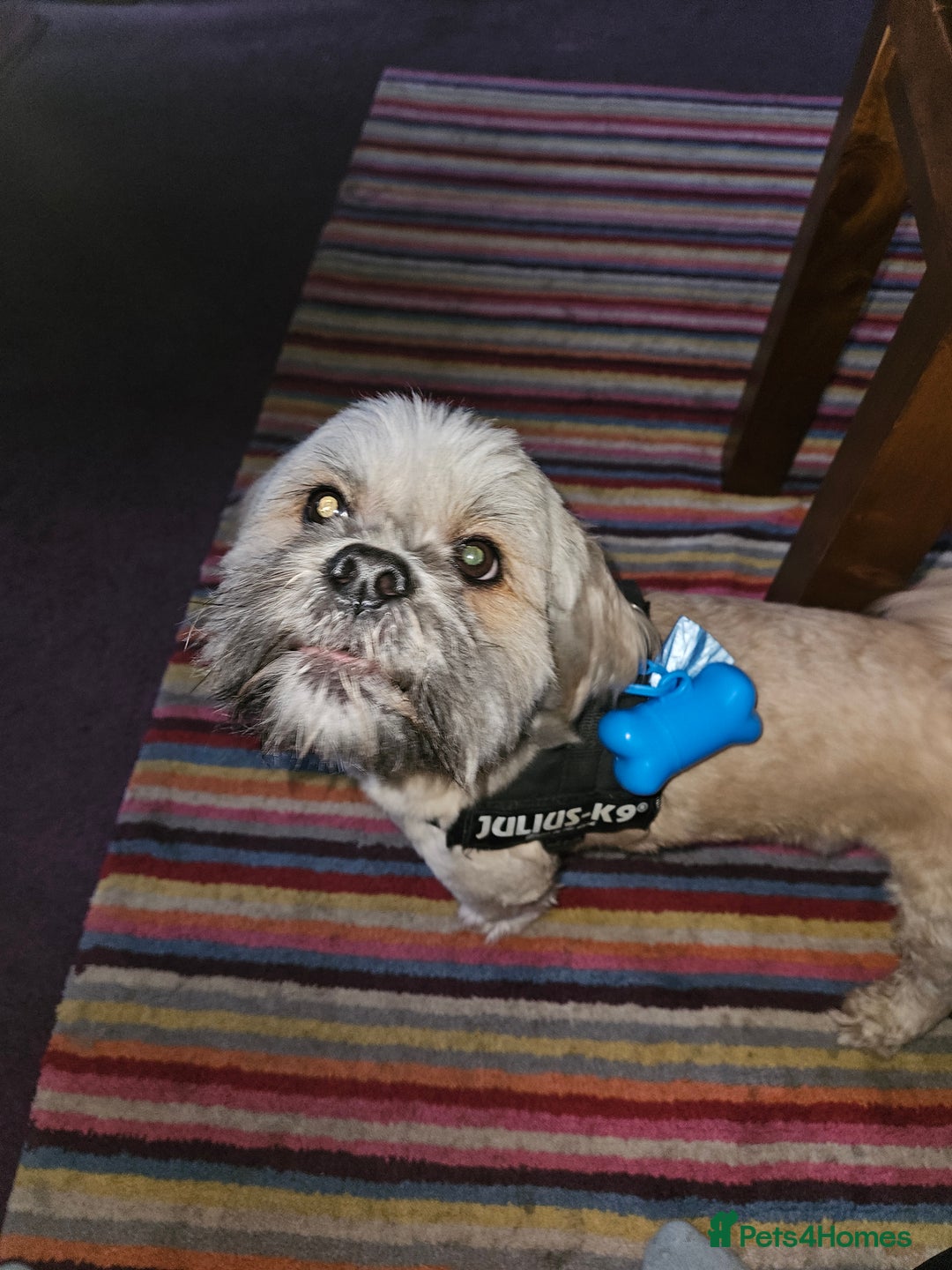 Lhasa Apso dogs for stud: Full pedigree Lhasa Apso for Stud - Image 9