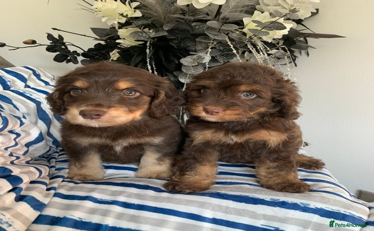 Cockapoo dogs - Advert 4