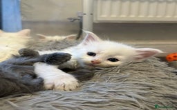Maine Coon cats for sale: MAINE COON KITTENS SOME POLYDACTYL  - Image 10