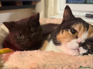 Brazilian Shorthair cats British Short hair chocolate kitten - Advert 4