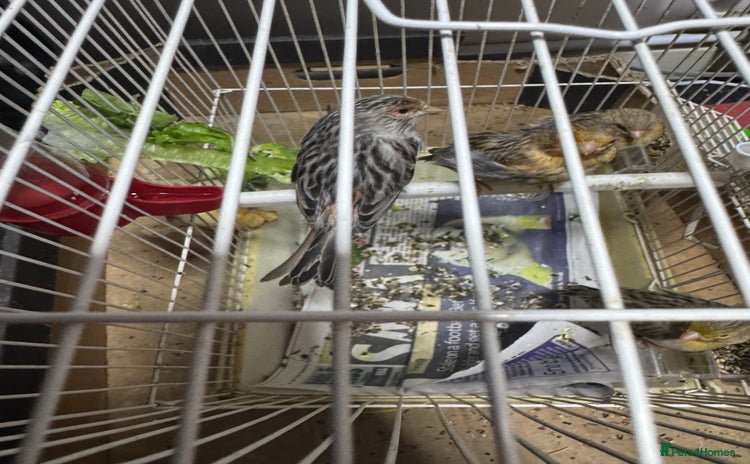 Canaries birds - Advert 1