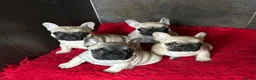 French Bulldog dogs for sale: 3 French bull dog Puppies for sale  - Advert 1