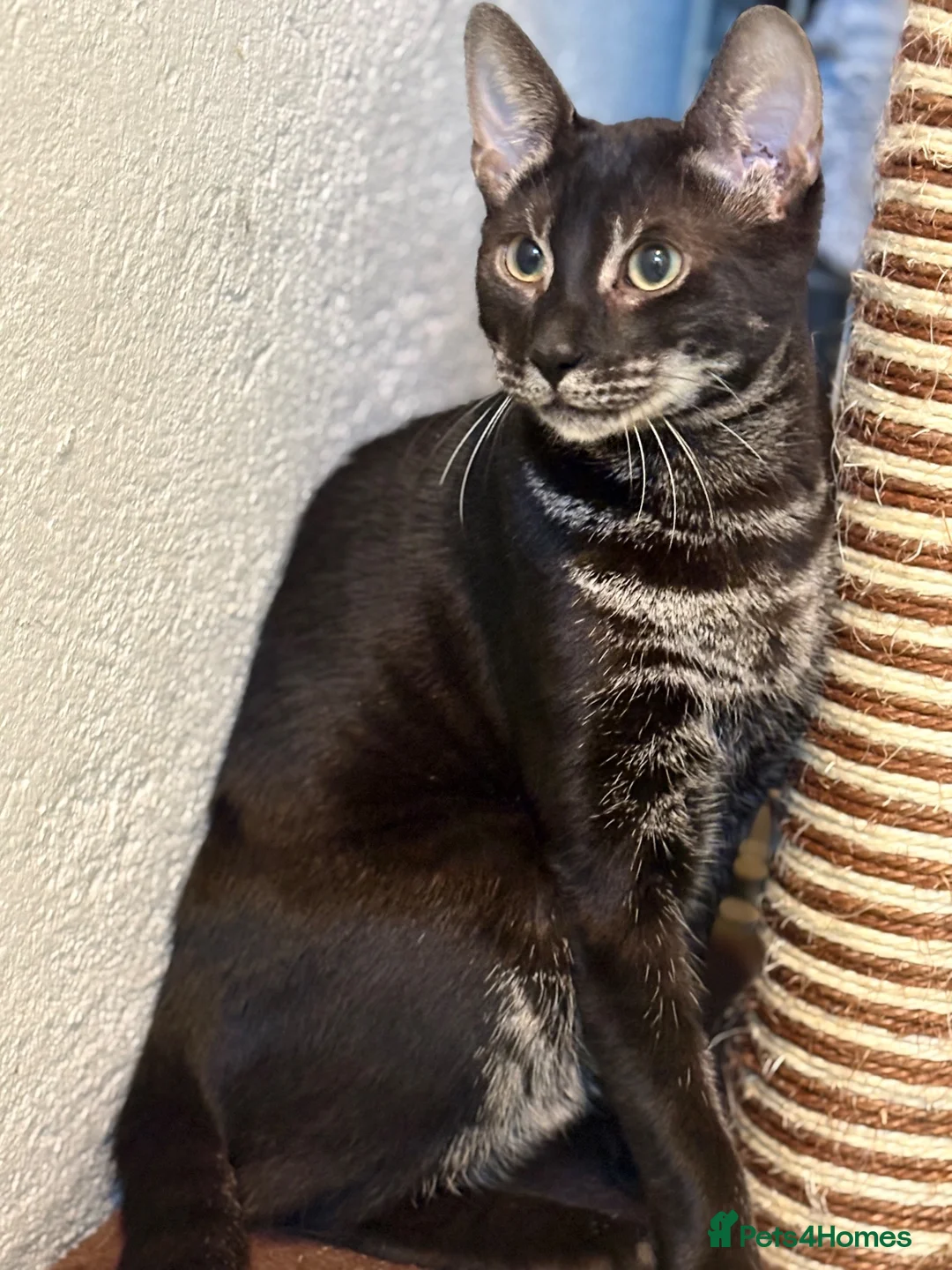 Mixed Breed cats for sale: Beautiful charcoal bengals  - Advert 2
