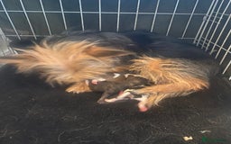 Chorkie dogs for sale: Chorkie puppies  - Image 1