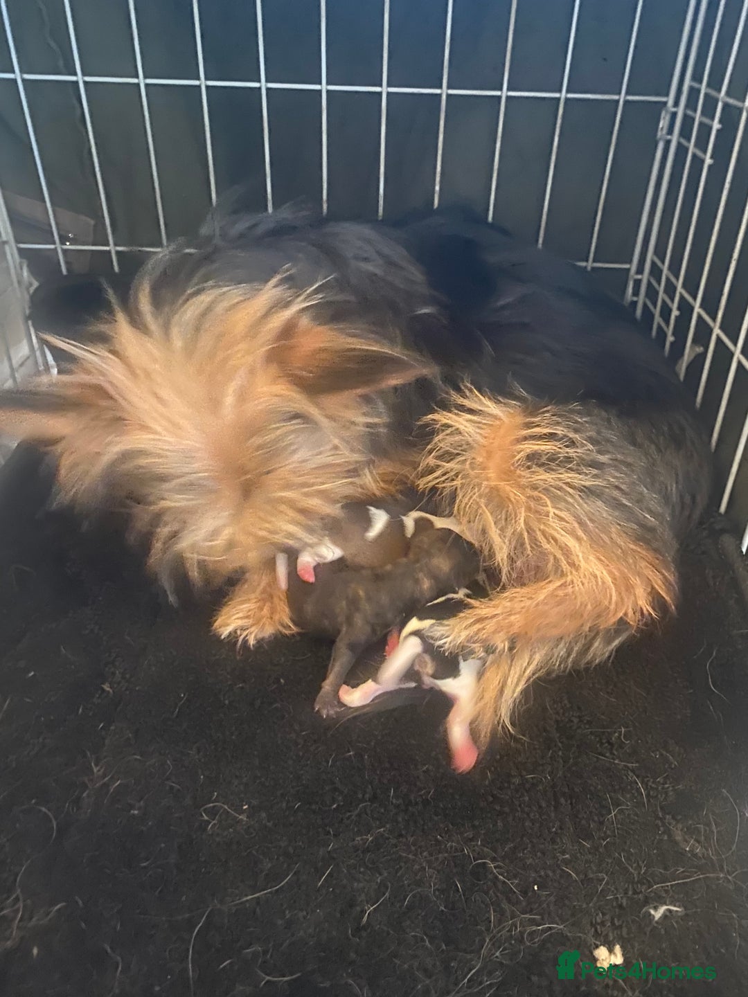 Chorkie dogs for sale: Chorkie puppies  - Image 1