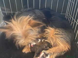 Chorkie dogs - Advert 1