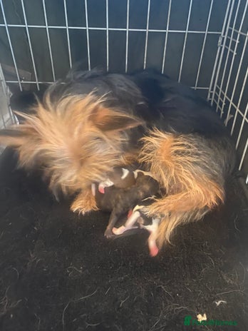 Chorkie dogs - Advert 2