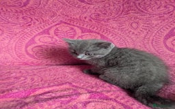 British Shorthair cats for sale: British short hair cross kittens, grey black.  - Image 13