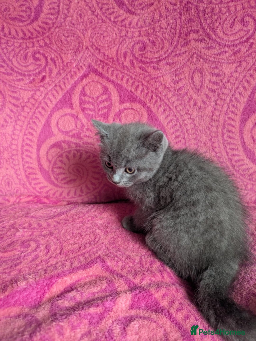 British Shorthair cats for sale: British short hair cross kittens, grey black.  - Image 13