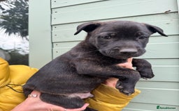 Mixed Breed dogs for sale: Only 1 females left! Stunning bullherder pups  - Advert 14