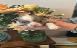 Chihuahua dogs for sale: Beautiful chihuahua pups! Long and short haired!! - Image 2