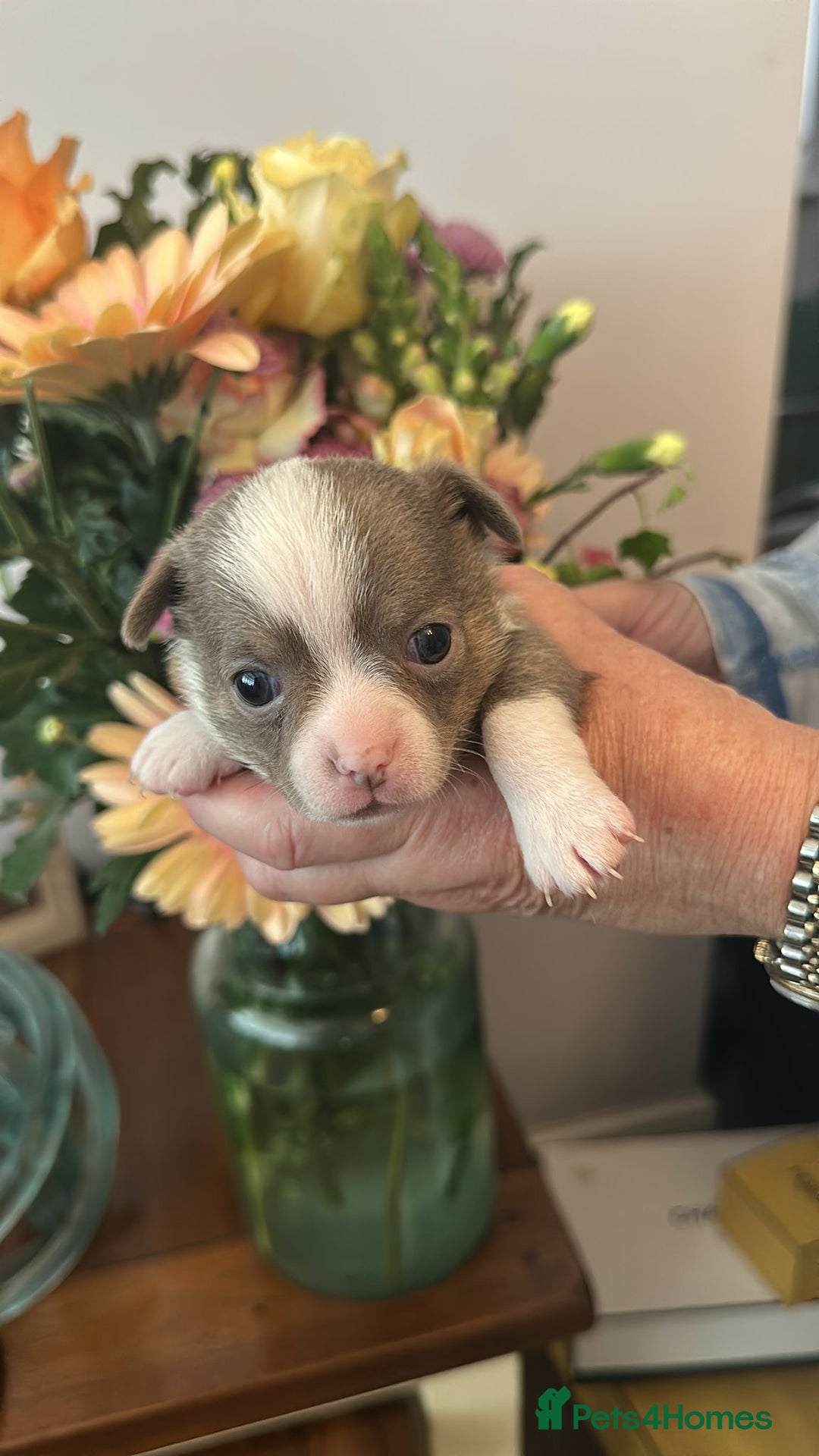 Chihuahua dogs for sale: Beautiful chihuahua pups! Long and short haired!! - Image 2
