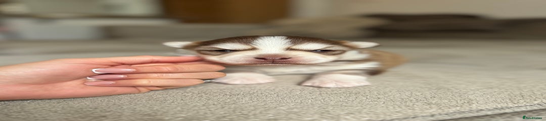 Masked male (currently unavailable )