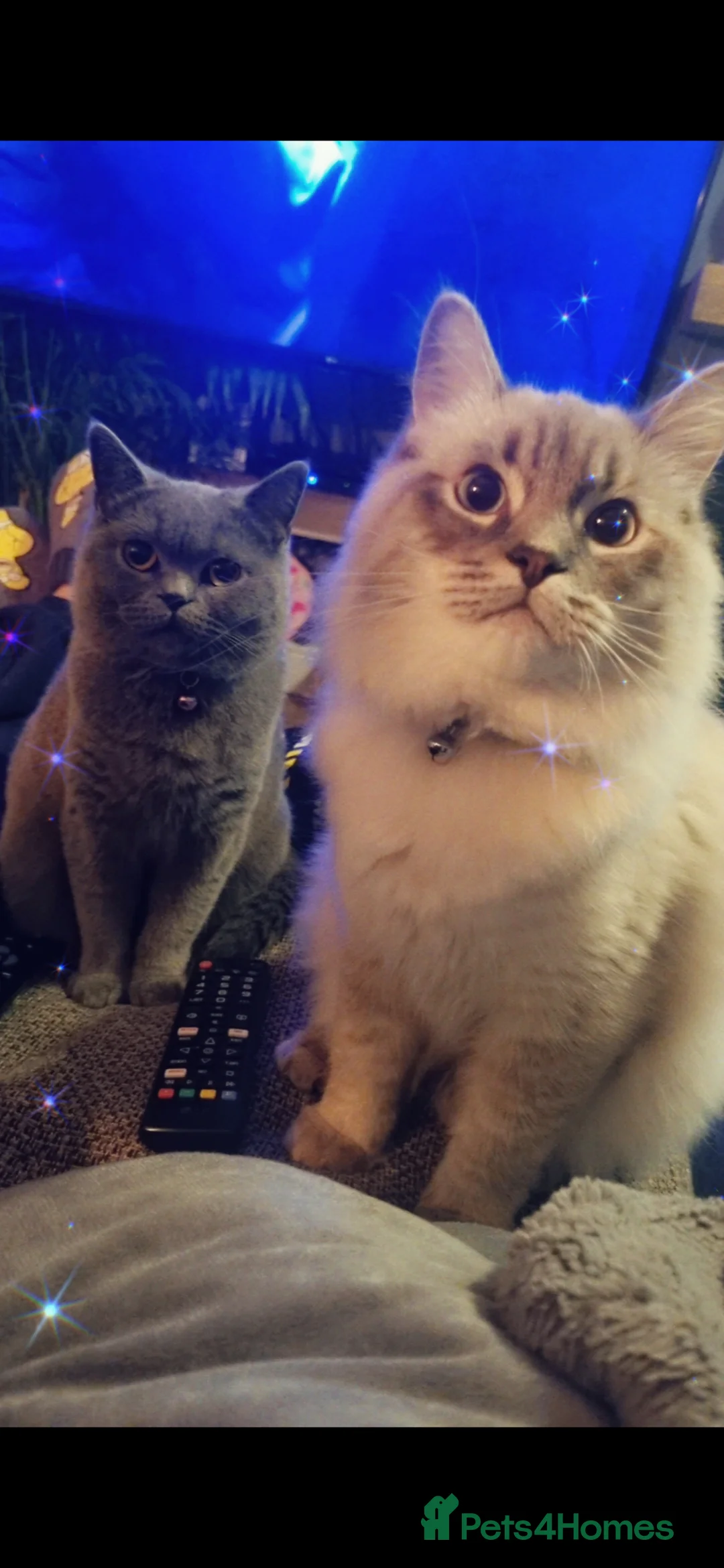 Ragdoll cats for sale: Ragdoll Cat  in Norwich - Advert 4