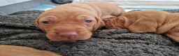Hungarian Vizsla dogs for sale: Hungarian vizsla KC puppies for sale in Peterlee - Advert 3
