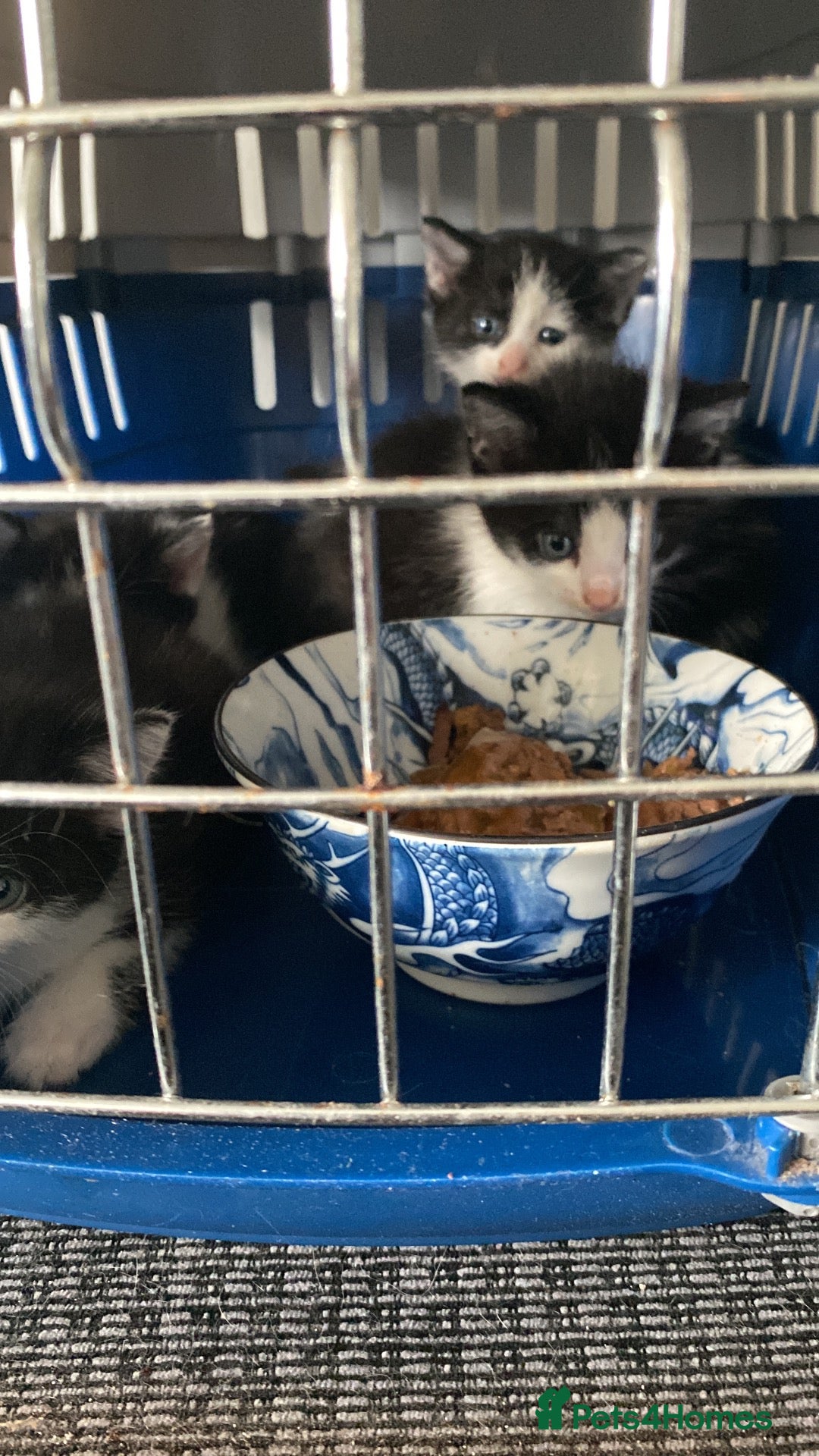 Mixed Breed cats Kittens - Advert 1