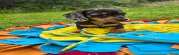 Dachshund dogs for sale: BEAUTIFUL LONGHAIR KC REG & PRA CLEAR MINI🩷💙 - Advert 17