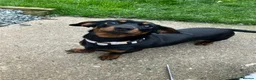 Miniature Dachshund dogs for sale: Peaches our miniature dachshund - Advert 5