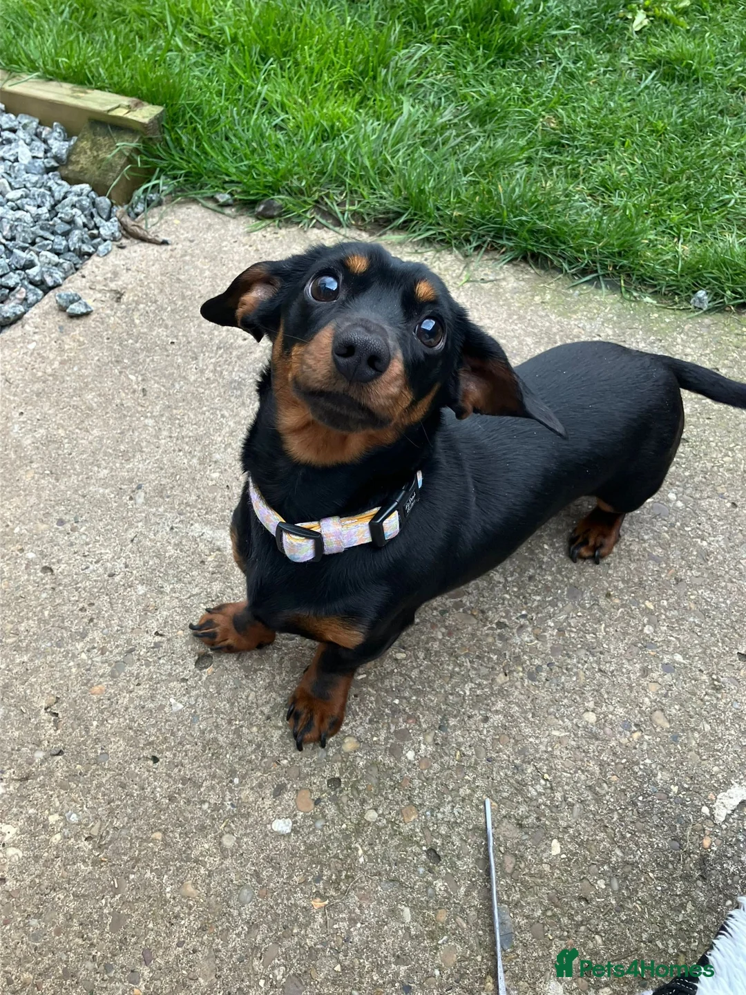 Miniature Dachshund dogs for sale: Peaches our miniature dachshund - Advert 5