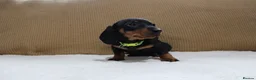 Dachshund dogs for sale: 6 adorable dachshund puppies available  - Advert 2