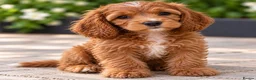 Cockapoo dogs for sale: F1 Toy Red Cockapoo Puppies - Advert 6
