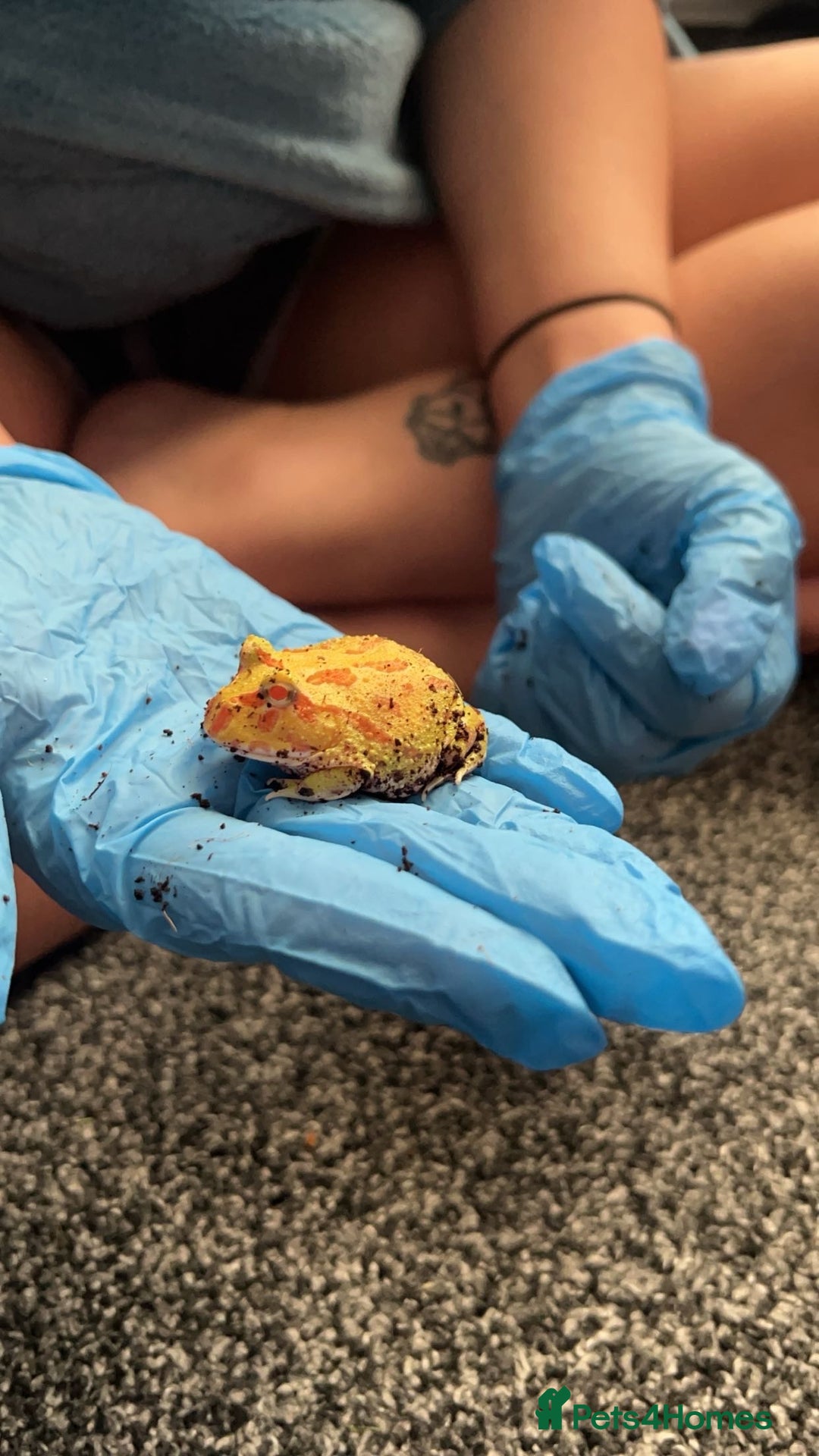 Frog reptiles for sale: Pac man frog looking for a new home - Advert 4