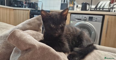 Mixed Breed cats - Advert 8