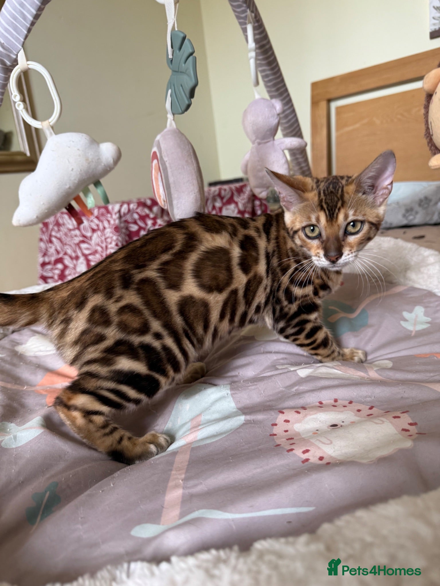 Bengal cats TICA 🐾 Health Tested 🩷 Very friendly Bengal girl - Advert 1