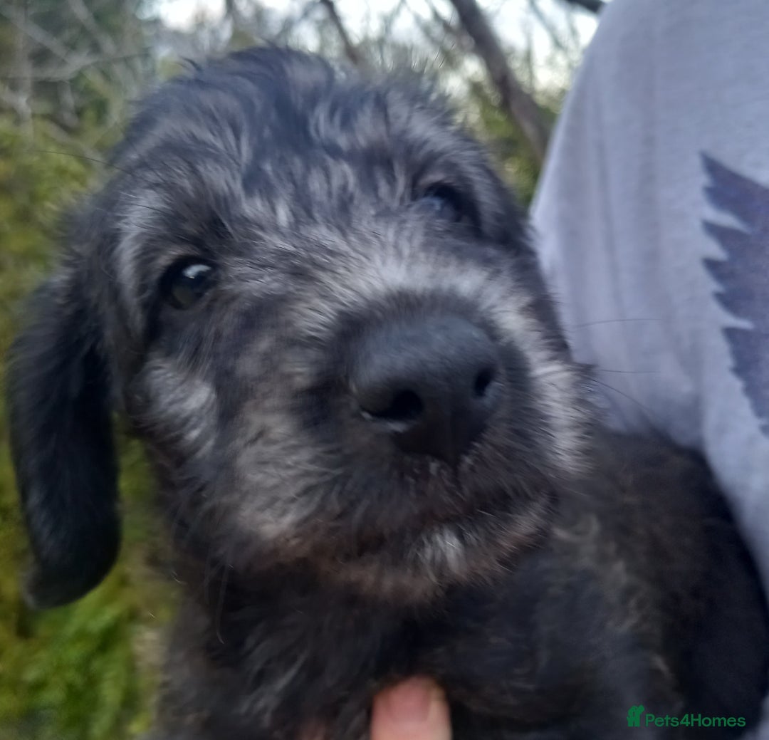 Bedlington Terrier dogs for sale: 7/8 Bedlington 1/8 whippet puppies  - Advert 15