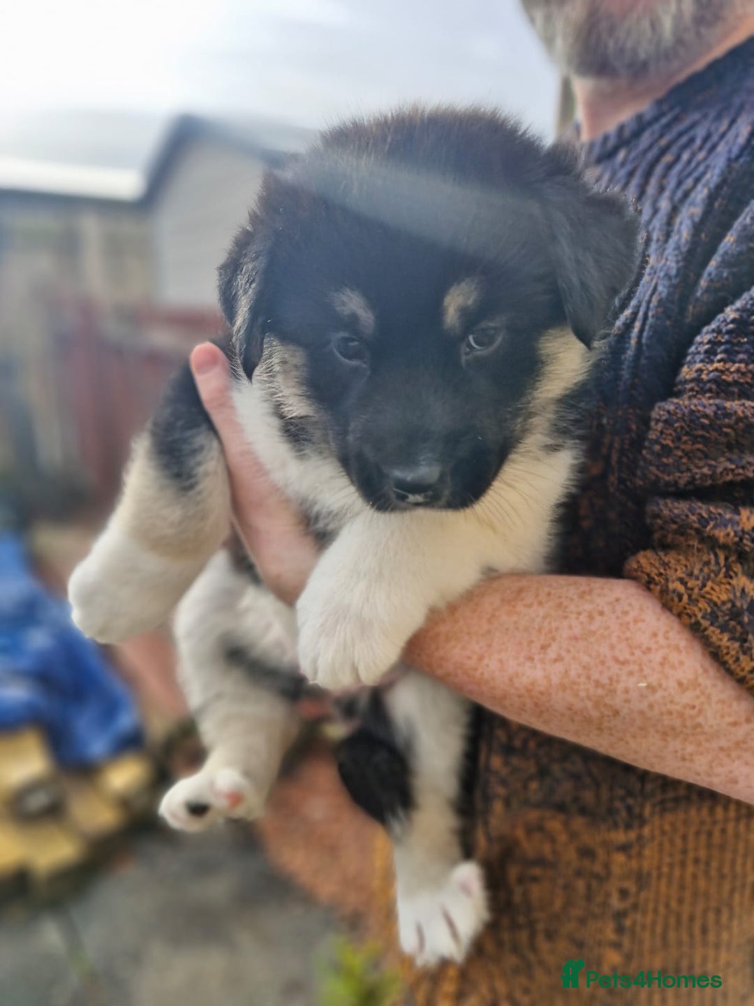 Mixed Breed dogs for sale: Husky x Malamute\English Bulldog - Image 4