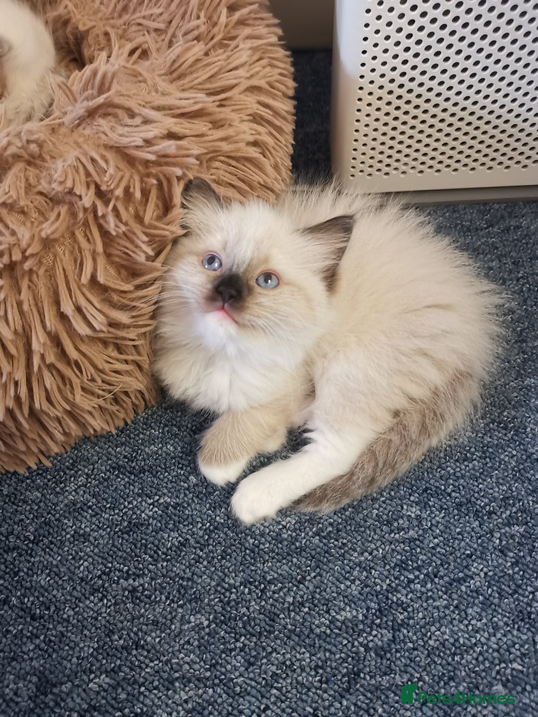 Ragdoll cats for sale: Beautiful Ragdoll Kittens - Image 16