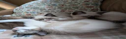 Ragamese cats for sale: Jazmine - Advert 7