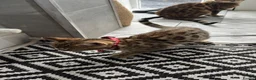 Bengal cats for sale: Genuine bengal kitten Tica registered  - Advert 3