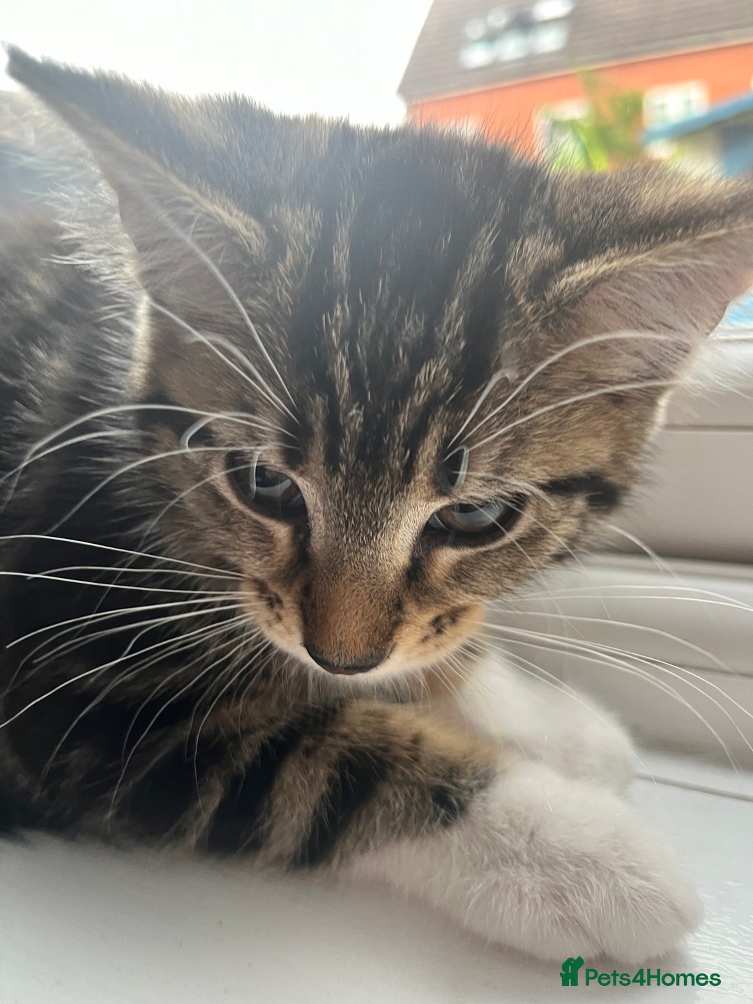 Domestic Shorthair cats for sale: 11 week old kitten, female - Image 4