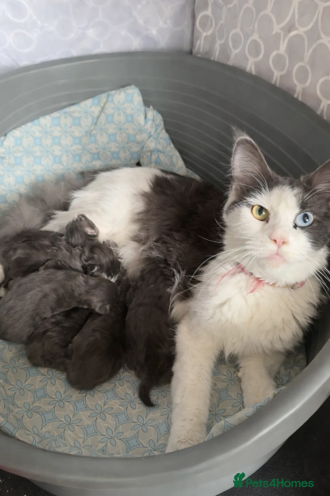 Maine Coon cats for sale: Beautifull Maine Coon kittens in Edinburgh - Advert 26