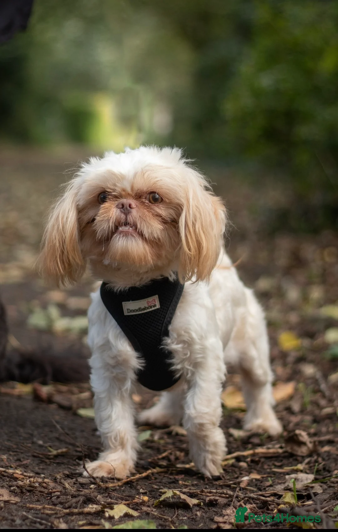 Shih Tzu dogs for stud: WAFFLES Karashishi Imperial Shihtzu for stud   in Liverpool - Advert 2