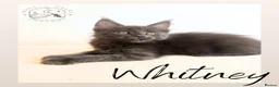 Maine Coon cats for sale: High Smoke, Smoke and Solid Pedigree Maine Coon’s - Advert 3