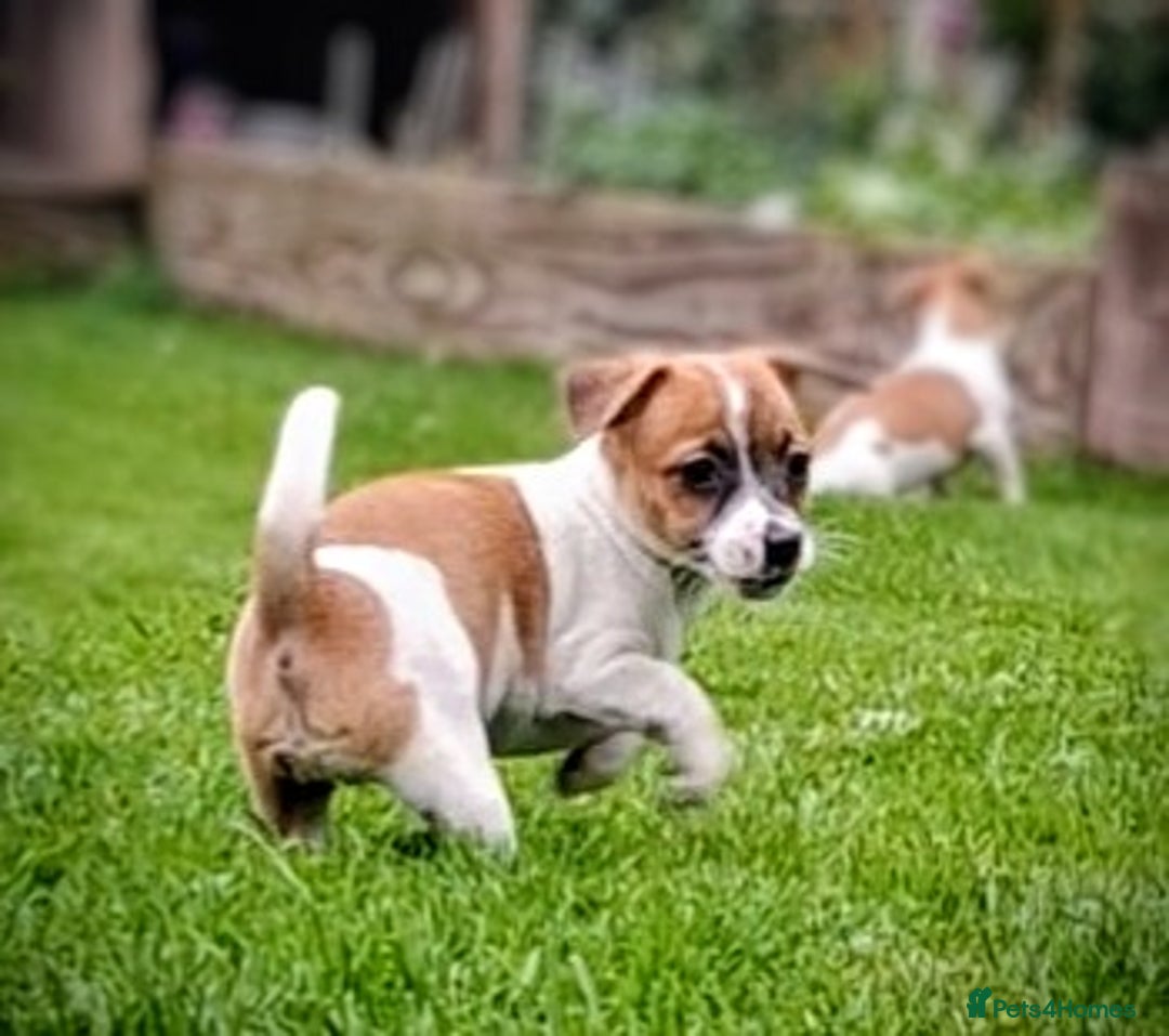 Jack Russell dogs for sale: Beautiful girls - Image 2