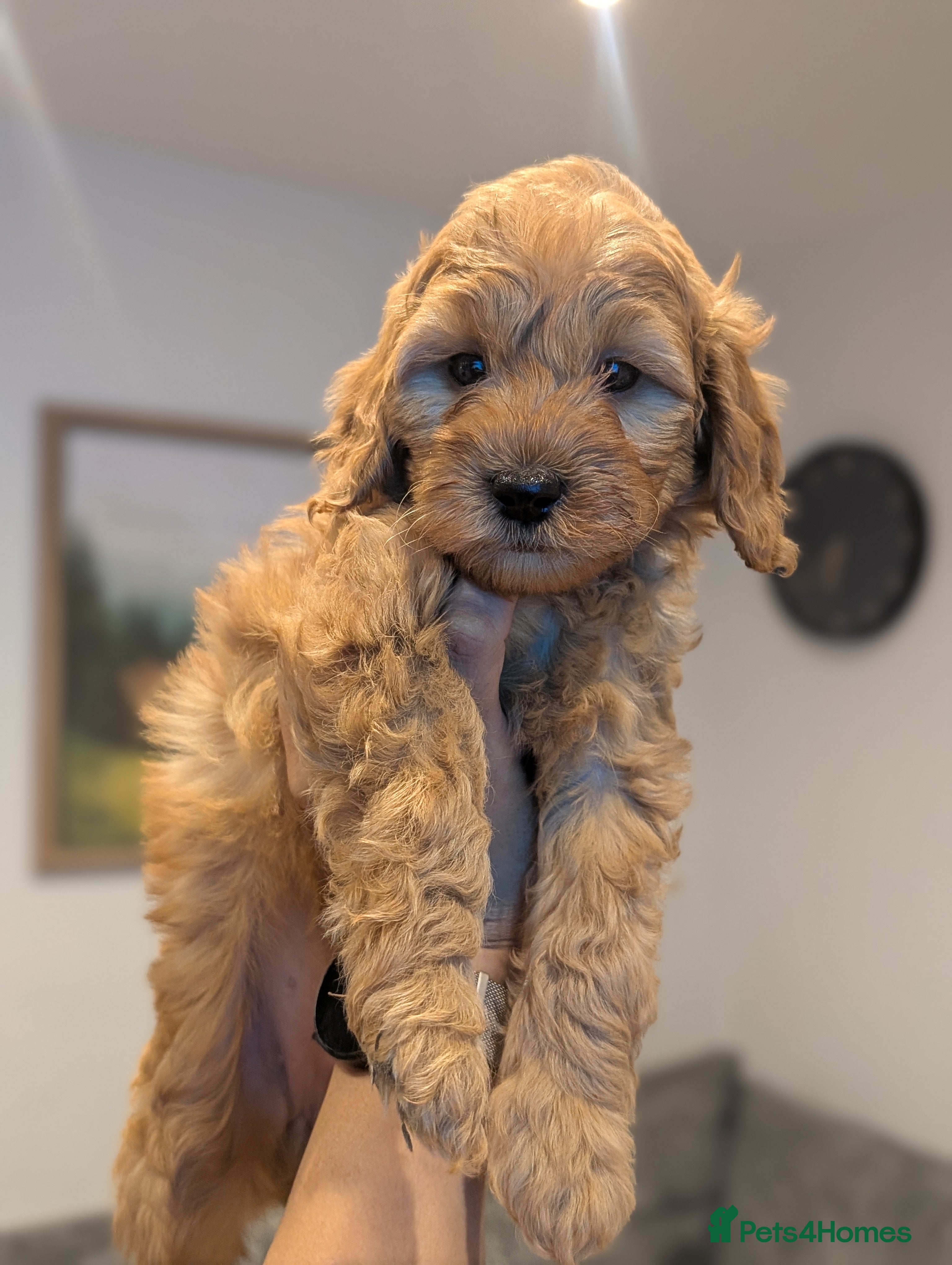 Goldendoodle dogs 1 GIRL LEFT! F1BB Miniature goldendoodle puppies   - Advert 5