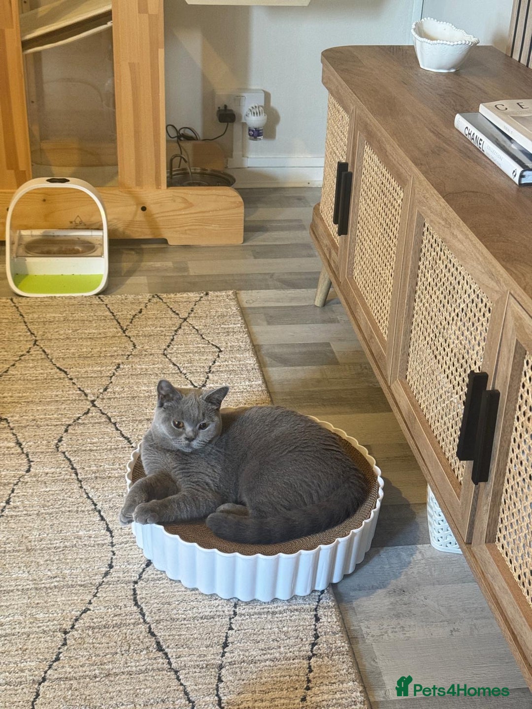 British Shorthair cats for sale: British shorthair 1 year old - Advert 3