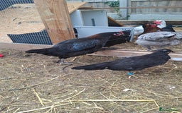 Chickens poultry for sale: Hens for sale point of lay, multiple breeds - Image 4