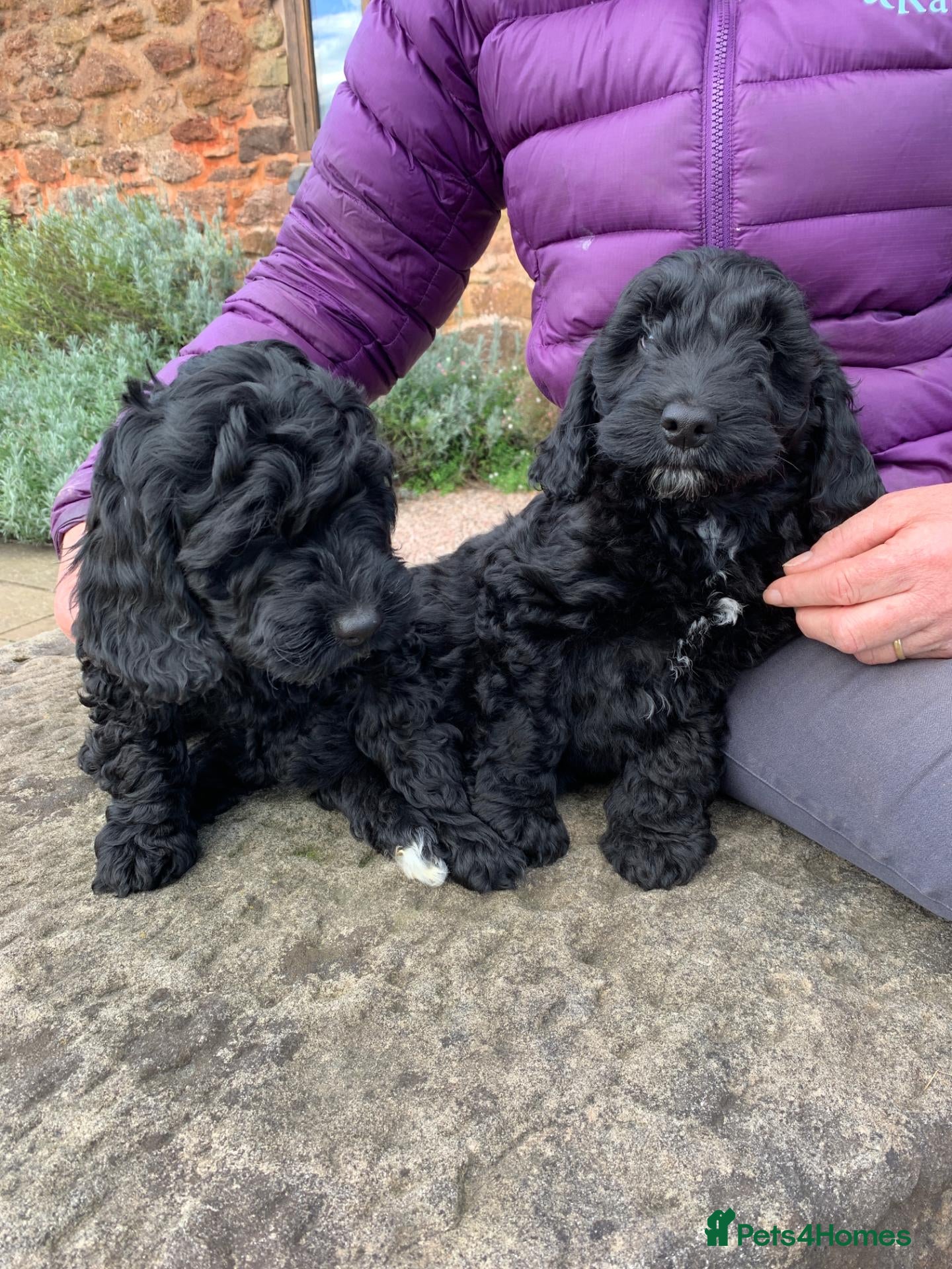 Cockapoo dogs Stunning Black Cockapoos - Advert 1