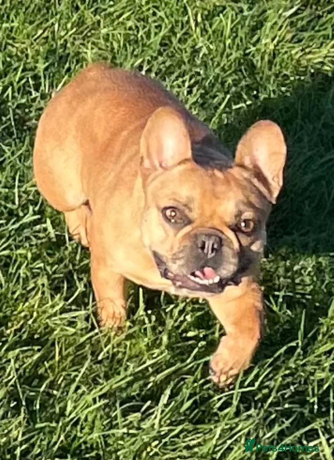French Bulldog dogs for sale: KC HEALTH TESTED FRENCH BULLDOGS SPAYED GIRLS  - Advert 15