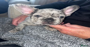 French Bulldog dogs - Advert 5