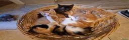 Mixed Breed cats for sale: Beautiful Litter: 4 Maine Coon X Ginger Toms - Advert 7