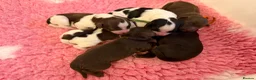 Miniature Schnauzer dogs for sale: KC reg Minuature Schnauzer - Advert 6